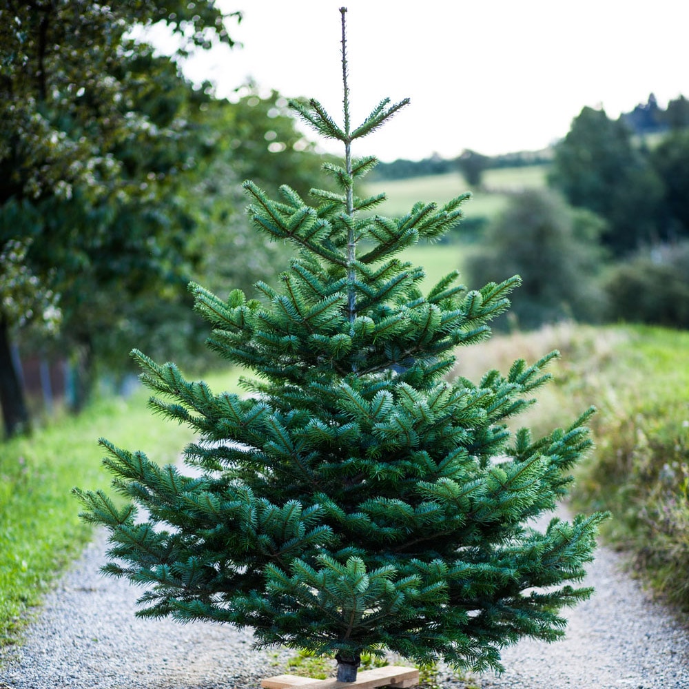 Weihnachtsbaum Nordmann BrennholzHanimann